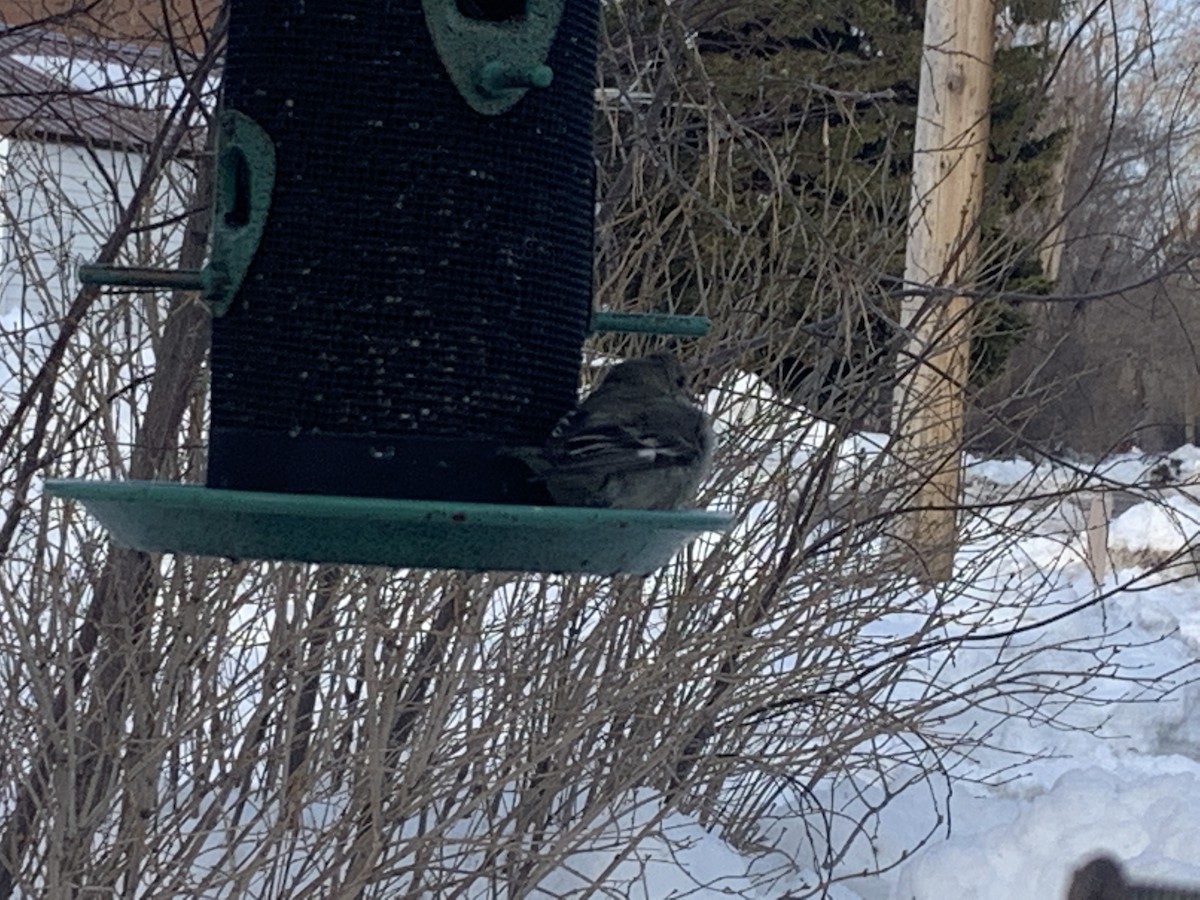 Lesser Goldfinch - ML439742221