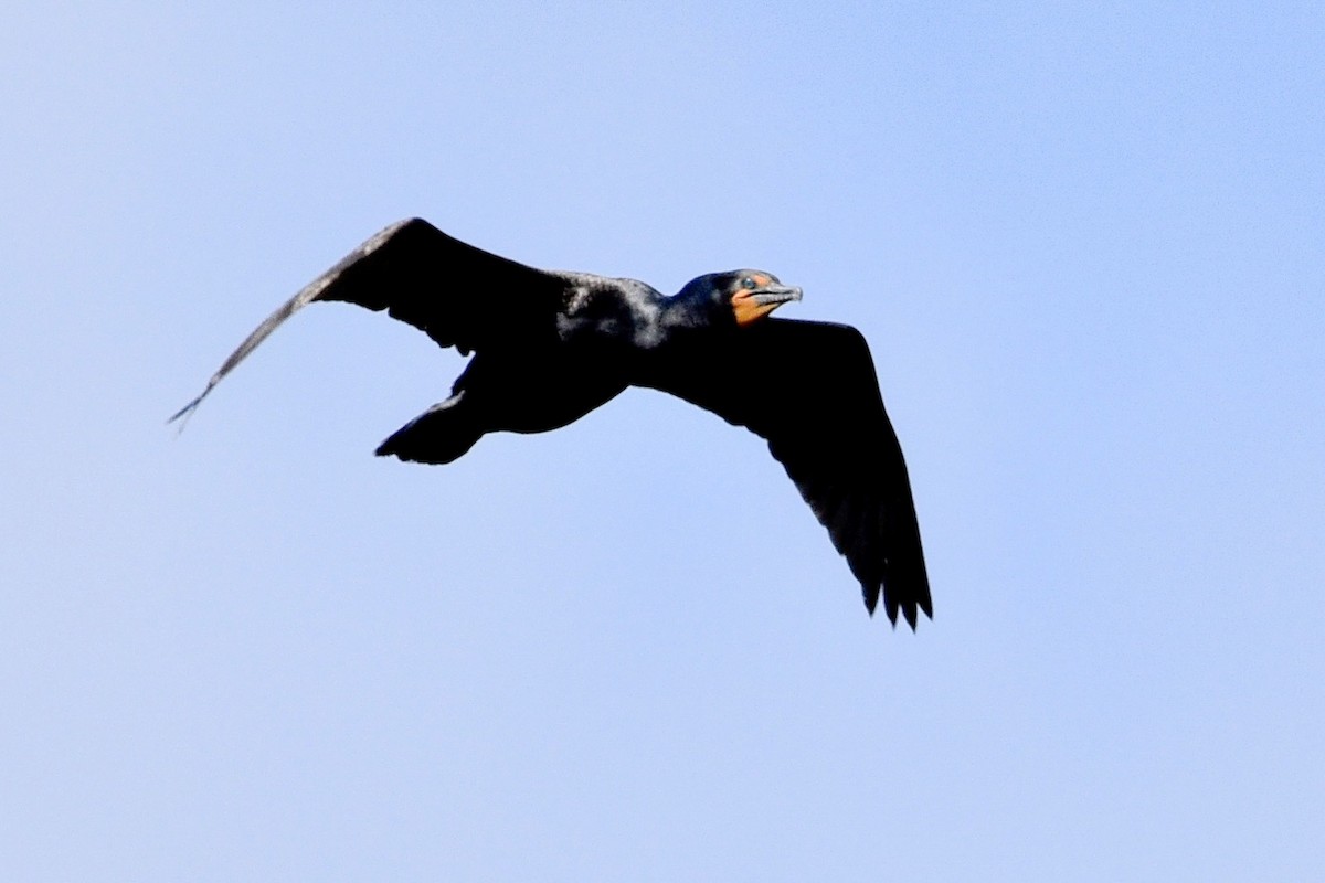 Double-crested Cormorant - ML439742581