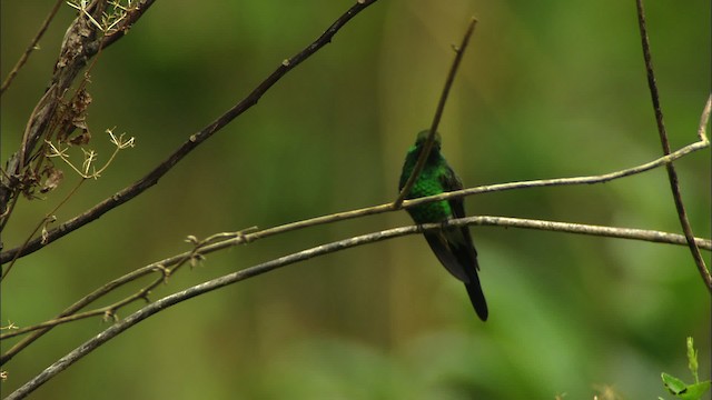 Cuban Emerald - ML439743