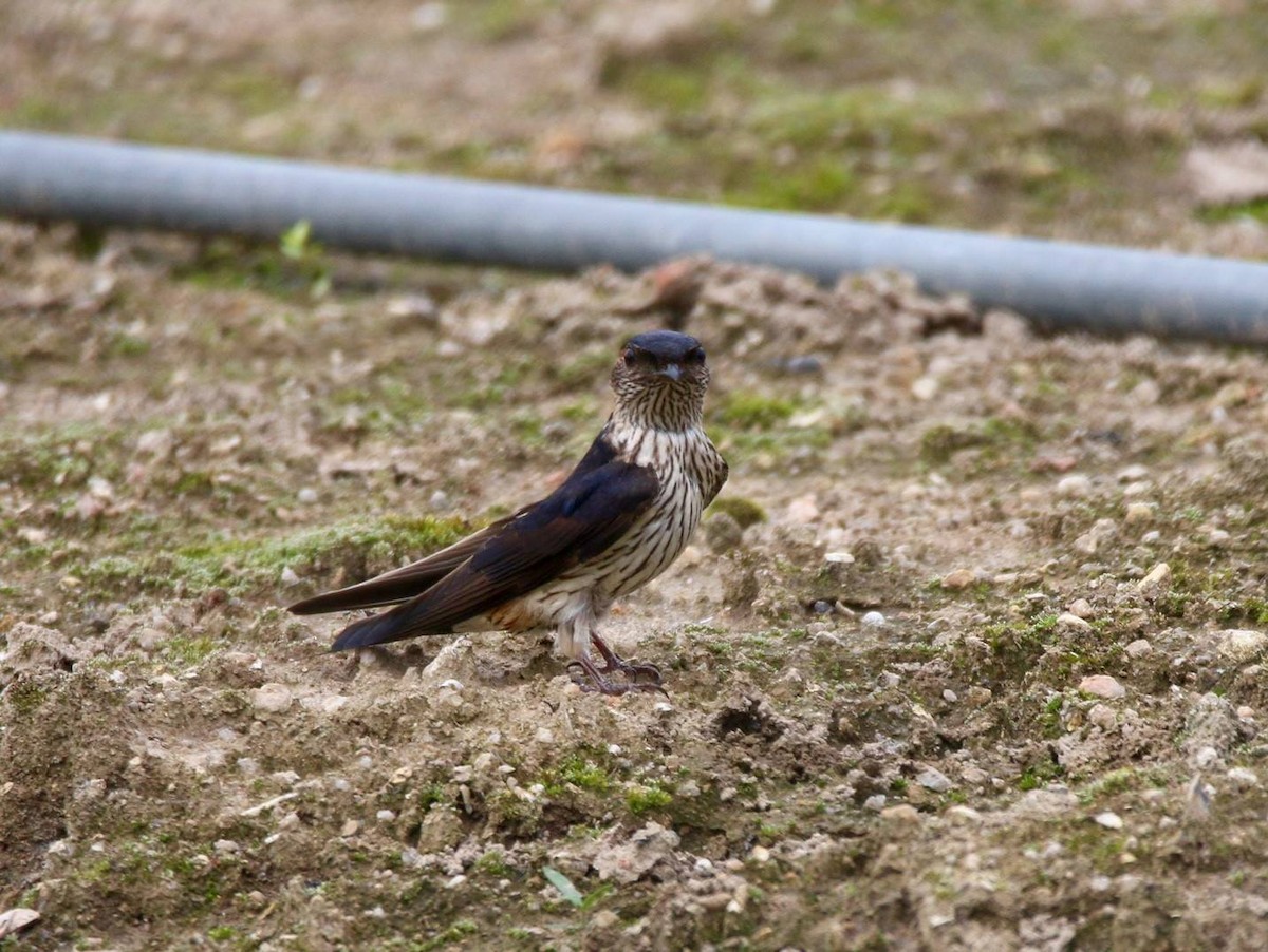 Red-rumped Swallow - ML439743061