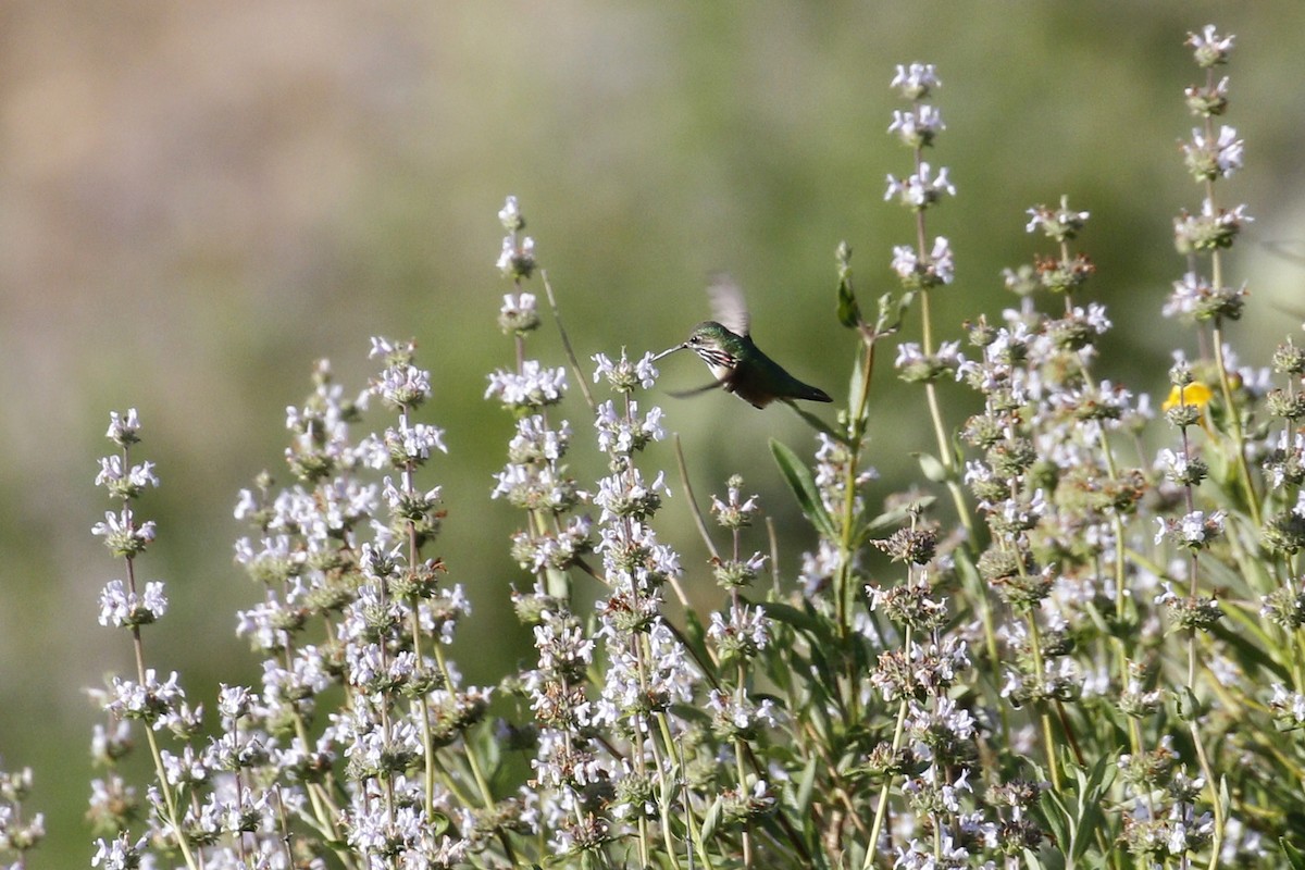 Calliope Hummingbird - ML439743481