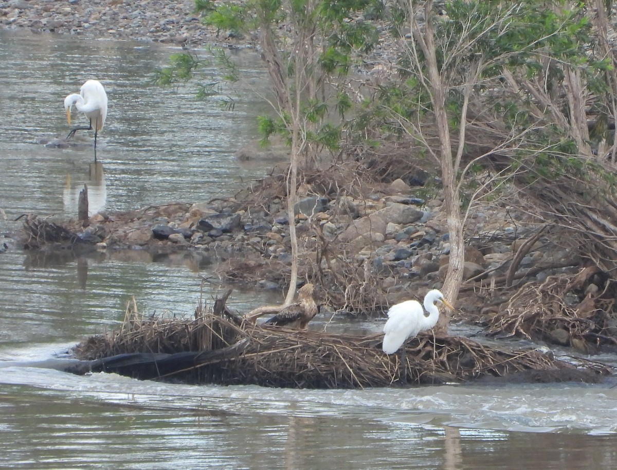 Great Egret - ML439743671