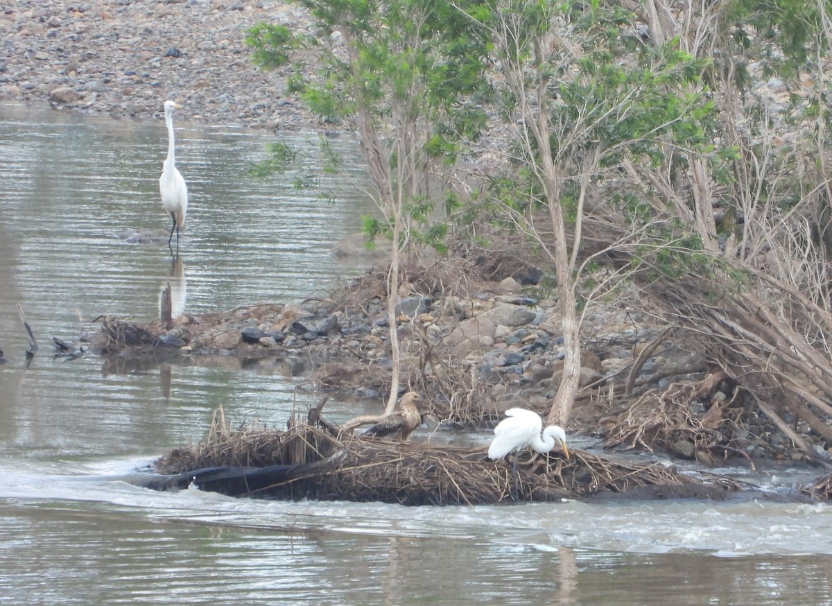 Great Egret - ML439743701