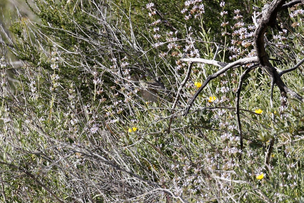 Dusky Flycatcher - ML439743961