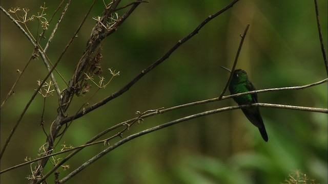 Cuban Emerald - ML439744