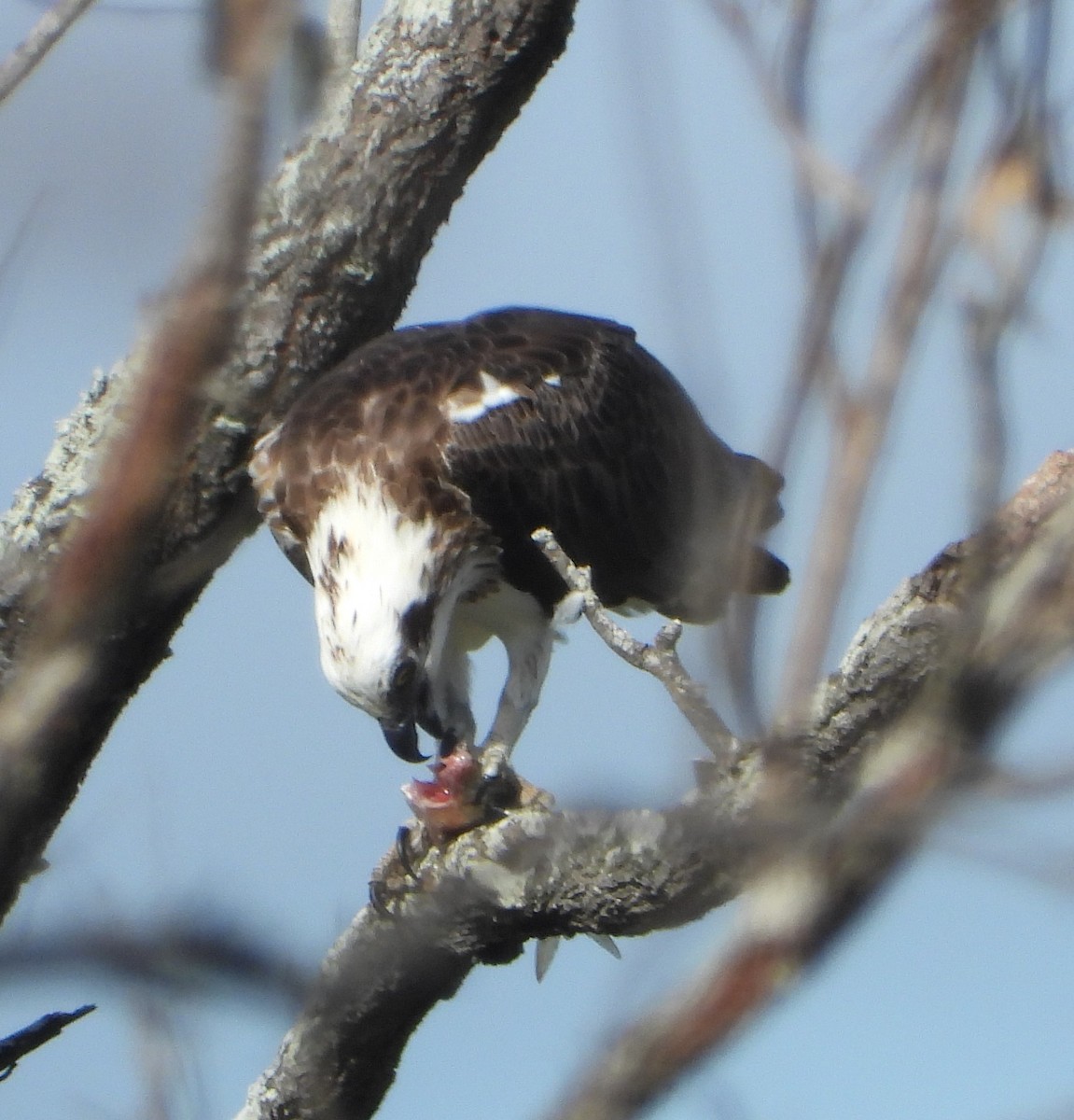 Águila Pescadora - ML439744641