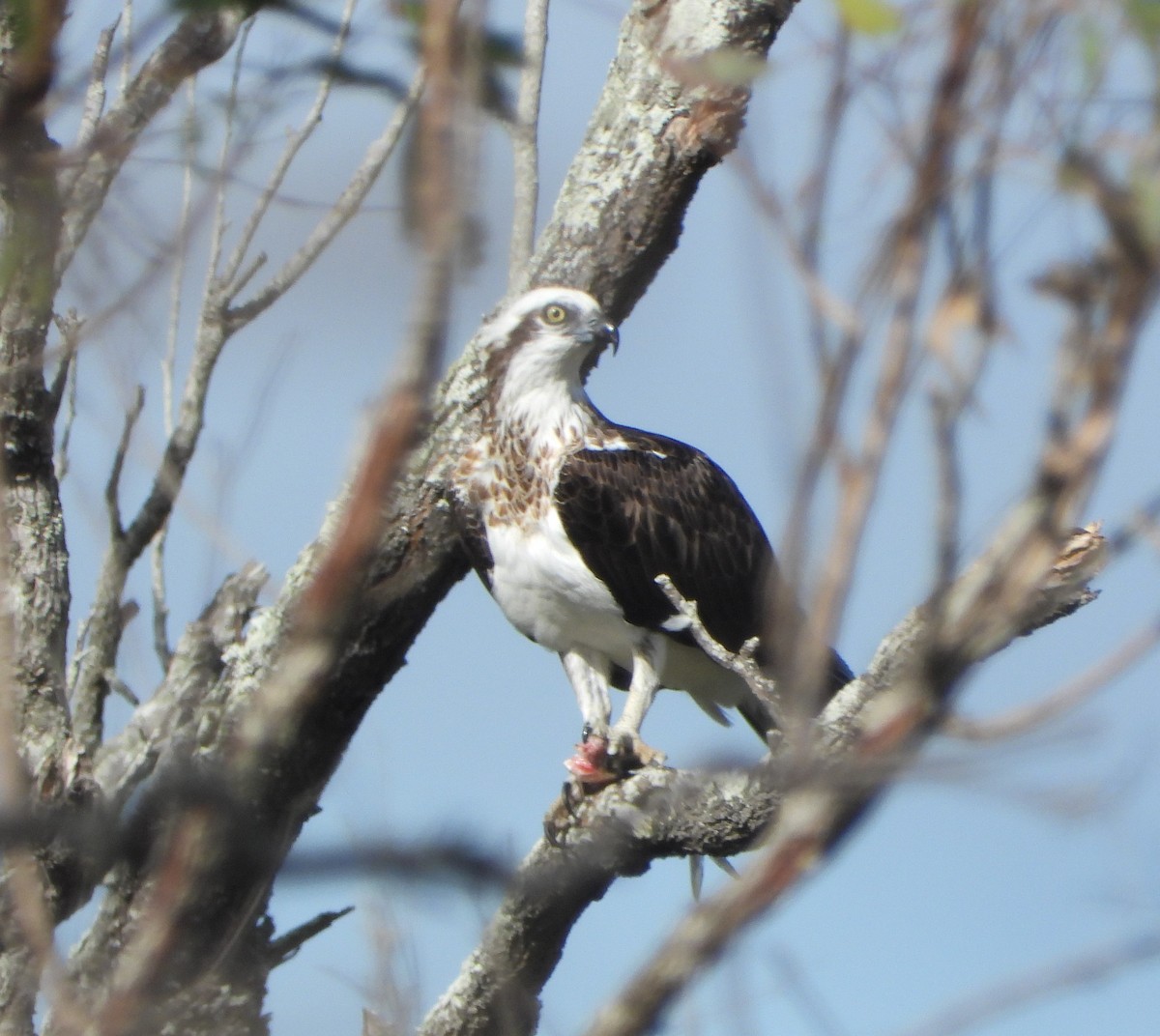 Águila Pescadora - ML439744671