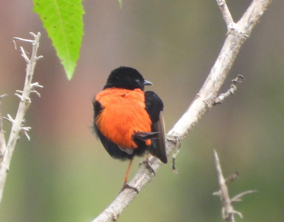 Red-backed Fairywren - ML439745011