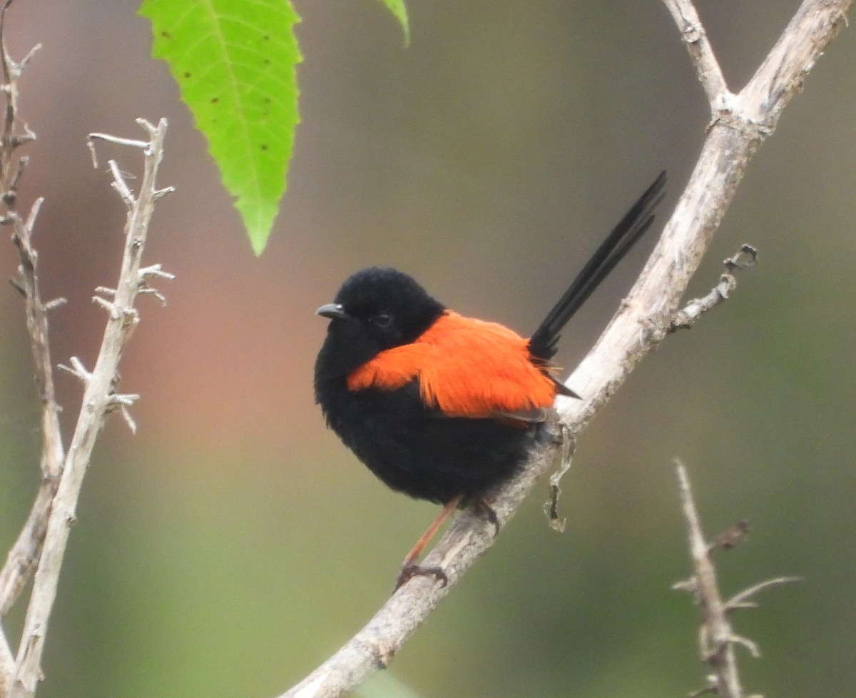 Red-backed Fairywren - Paul Marty