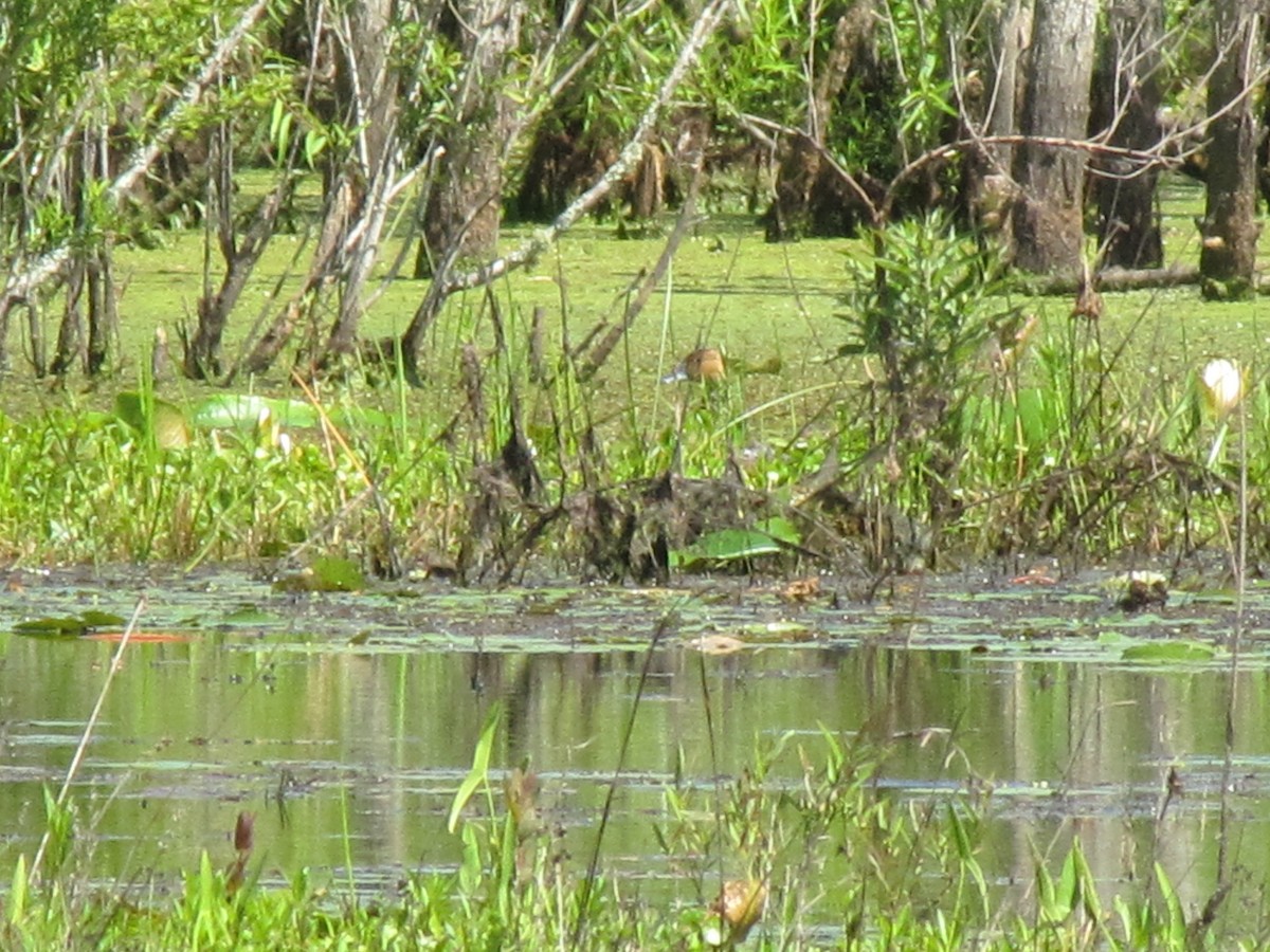 Fulvous Whistling-Duck - ML439746521