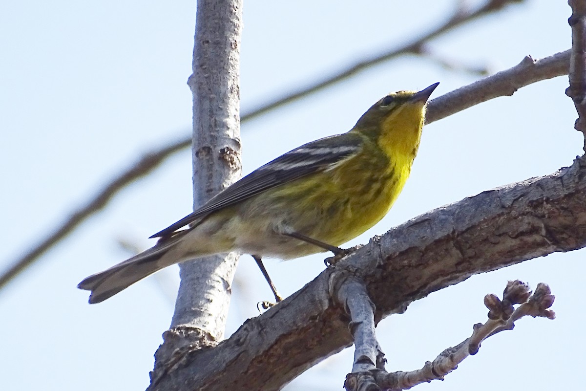 Pine Warbler - ML439746571