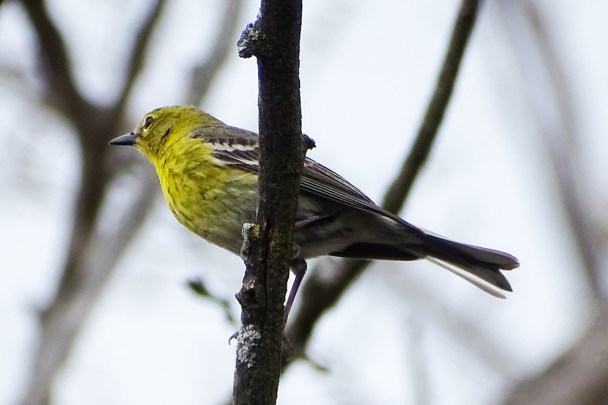 Pine Warbler - ML439746691