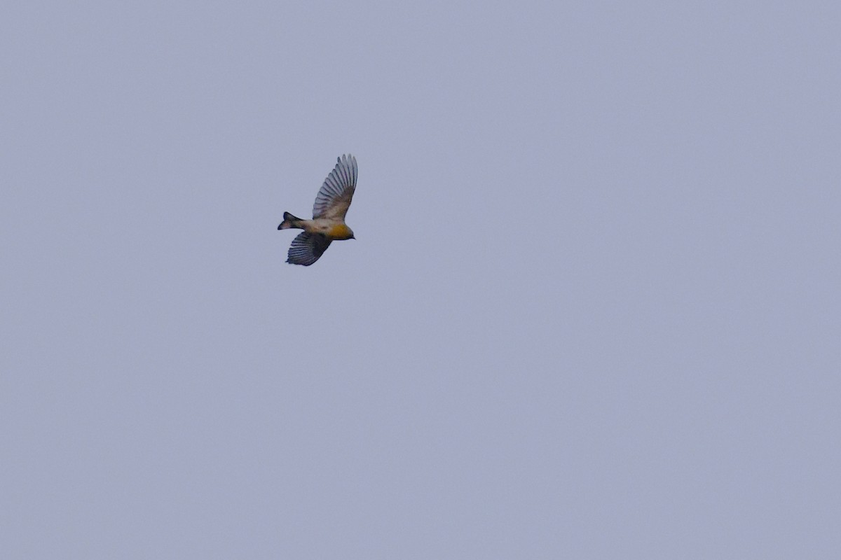 Lawrence's Goldfinch - ML439746811