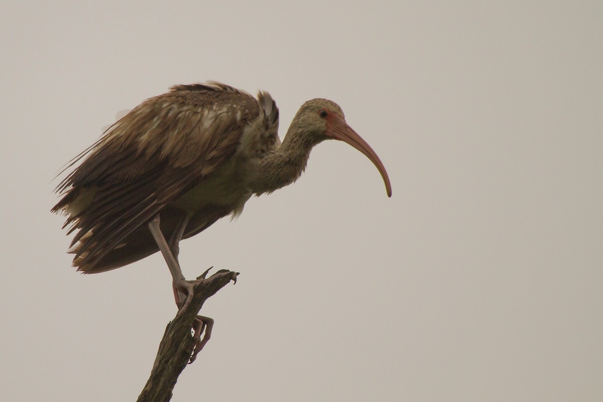 Ibis Blanco - ML439747041