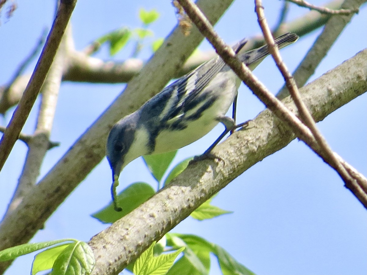 Cerulean Warbler - ML439748061