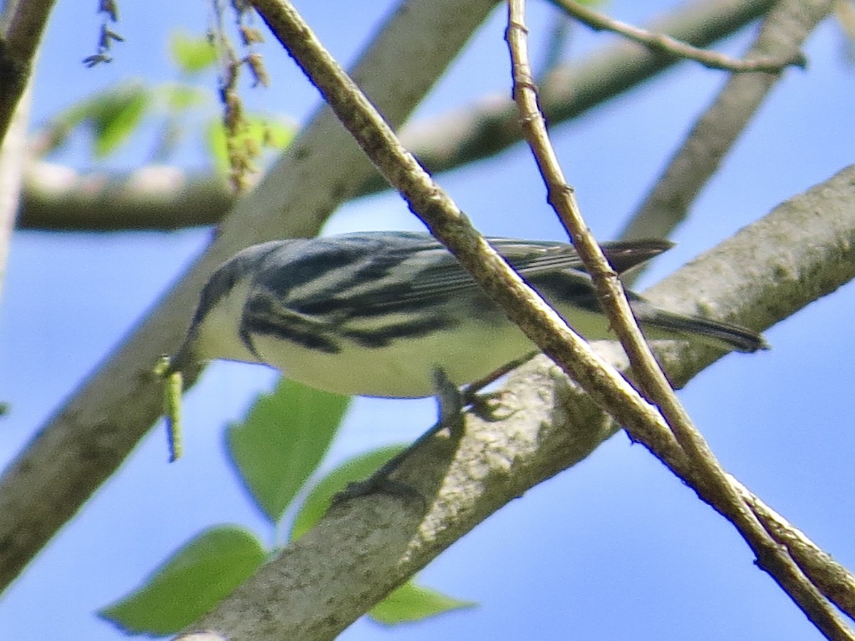 Blauwaldsänger - ML439748831