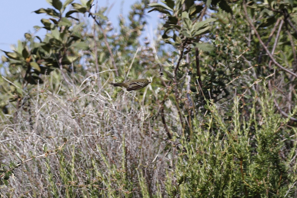 Mosquero del Pacífico (grupo difficilis) - ML439749291