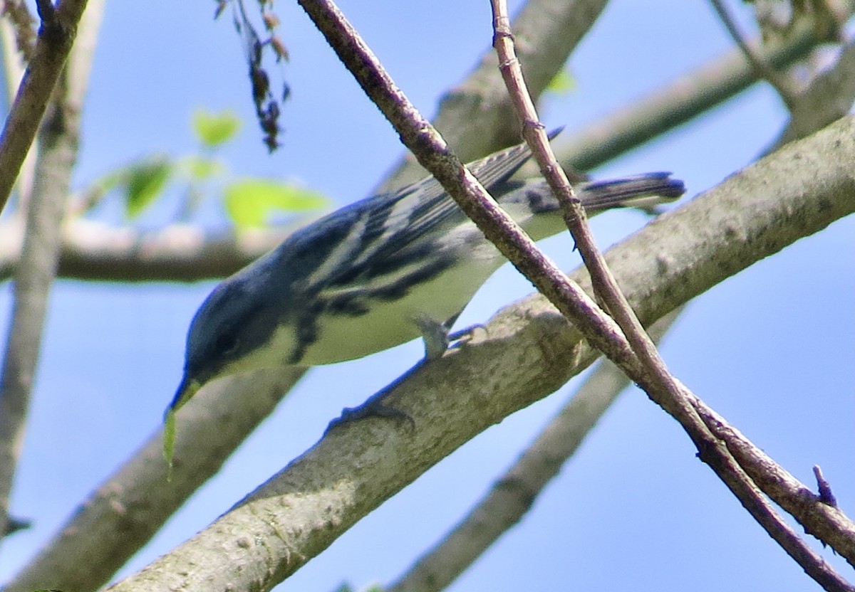 Cerulean Warbler - ML439749621