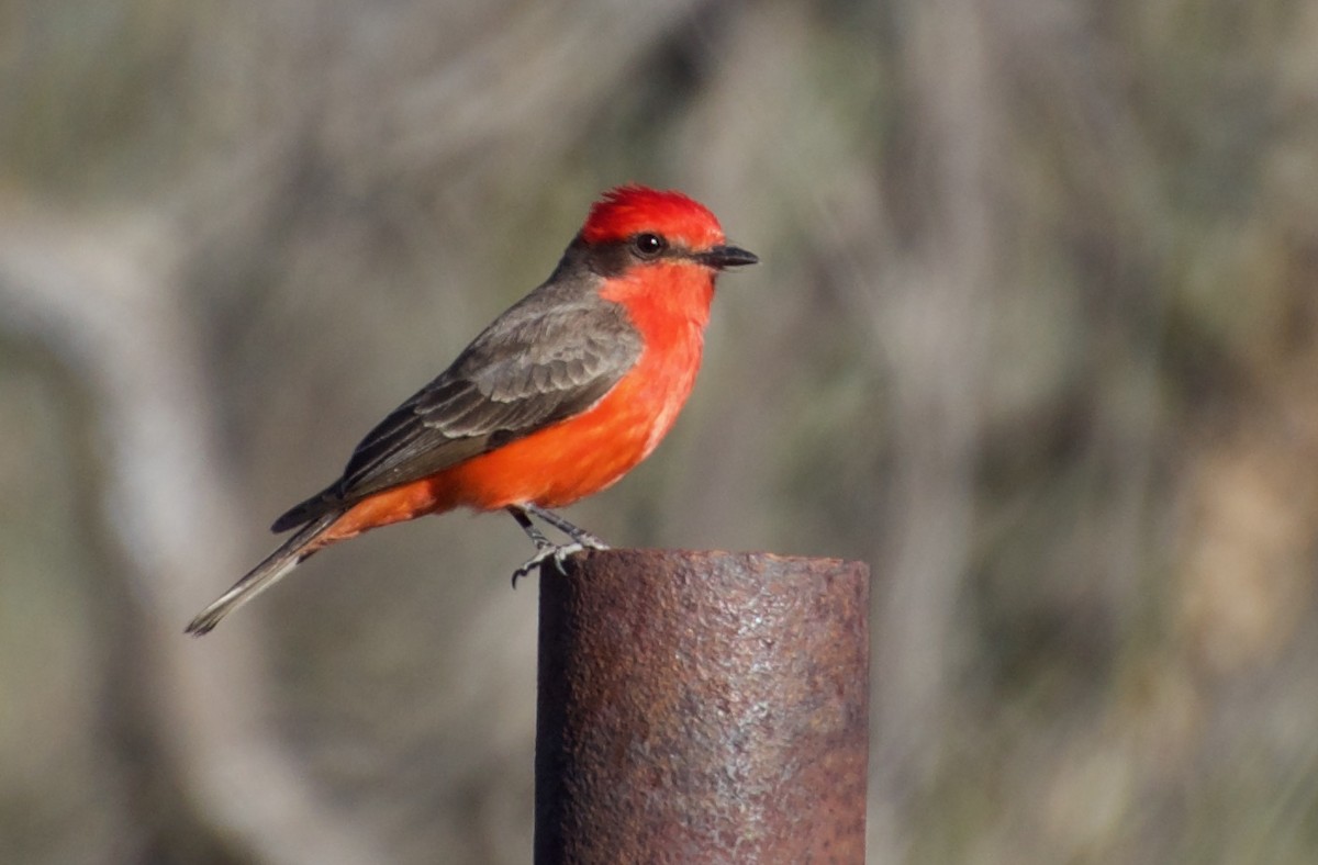 Vermilion Flycatcher - ML439750311