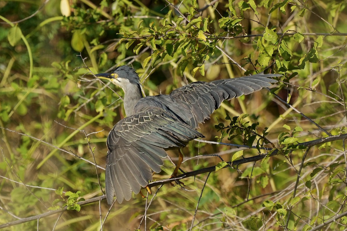 Striated Heron - ML439750391