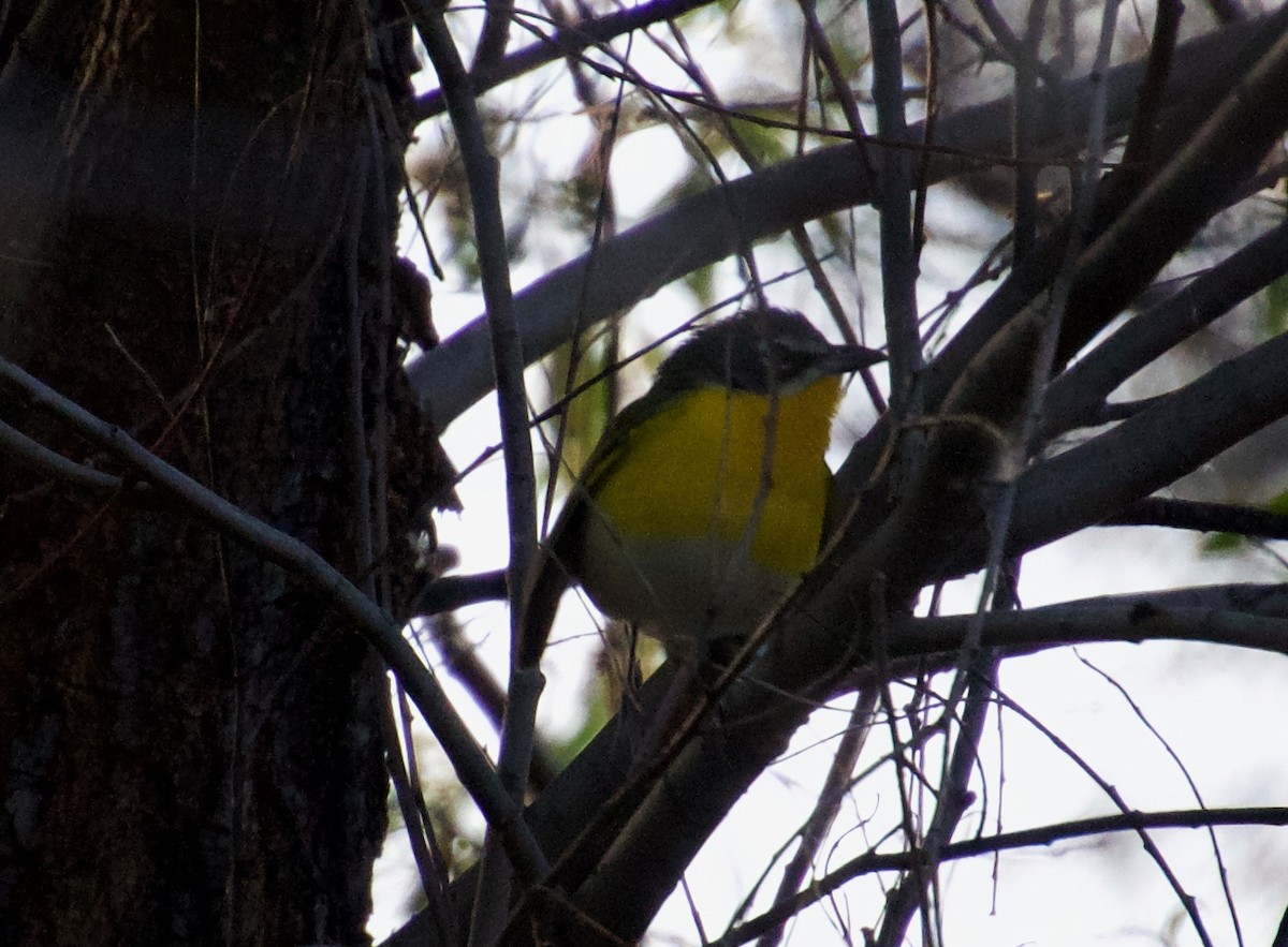 Yellow-breasted Chat - ned bohman