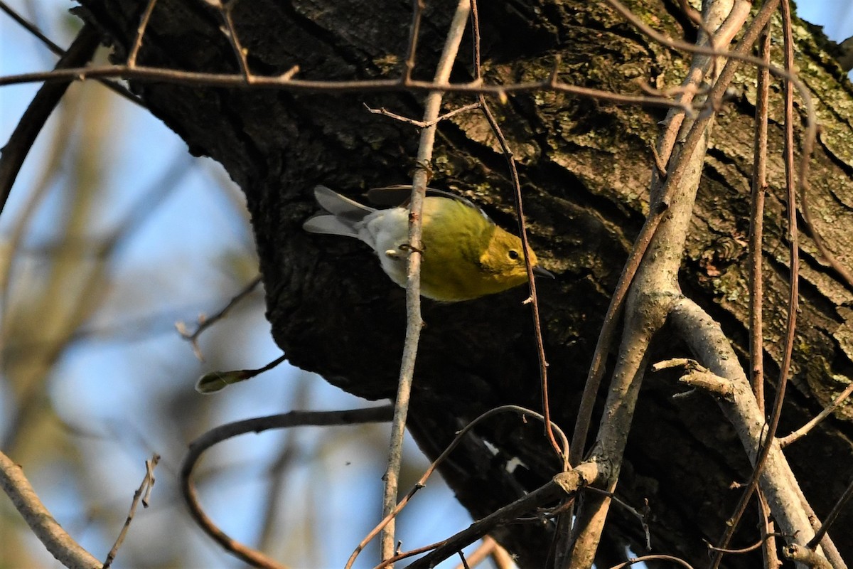 Pine Warbler - ML439751061