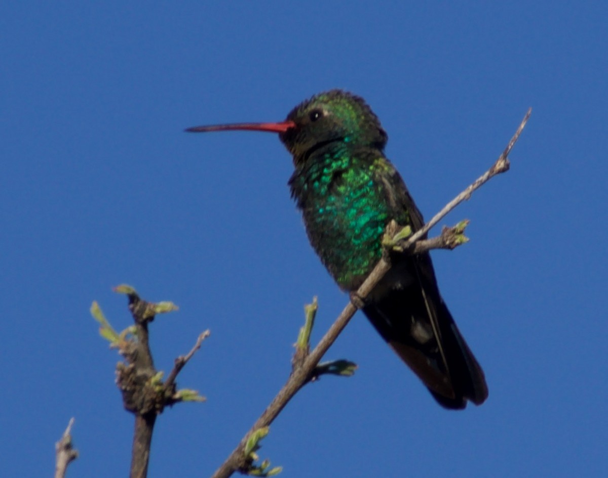 Broad-billed Hummingbird - ned bohman