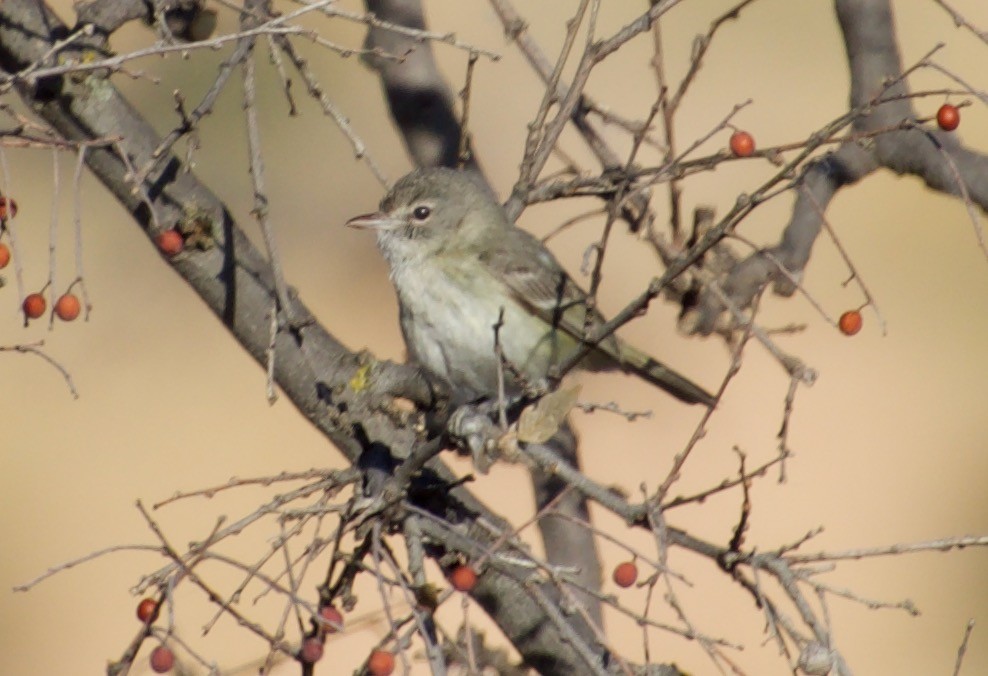 Bell's Vireo - ned bohman