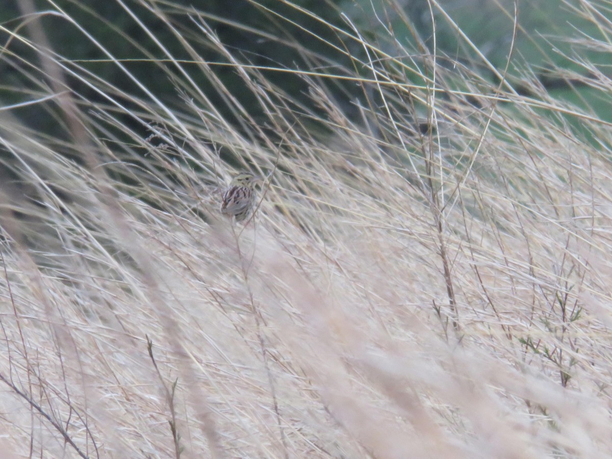 Henslow's Sparrow - Tanner Shepard