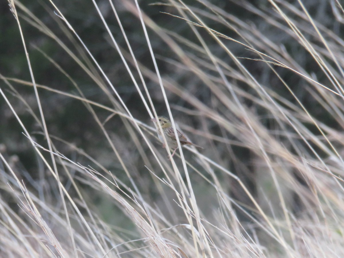 Henslow's Sparrow - ML439751821