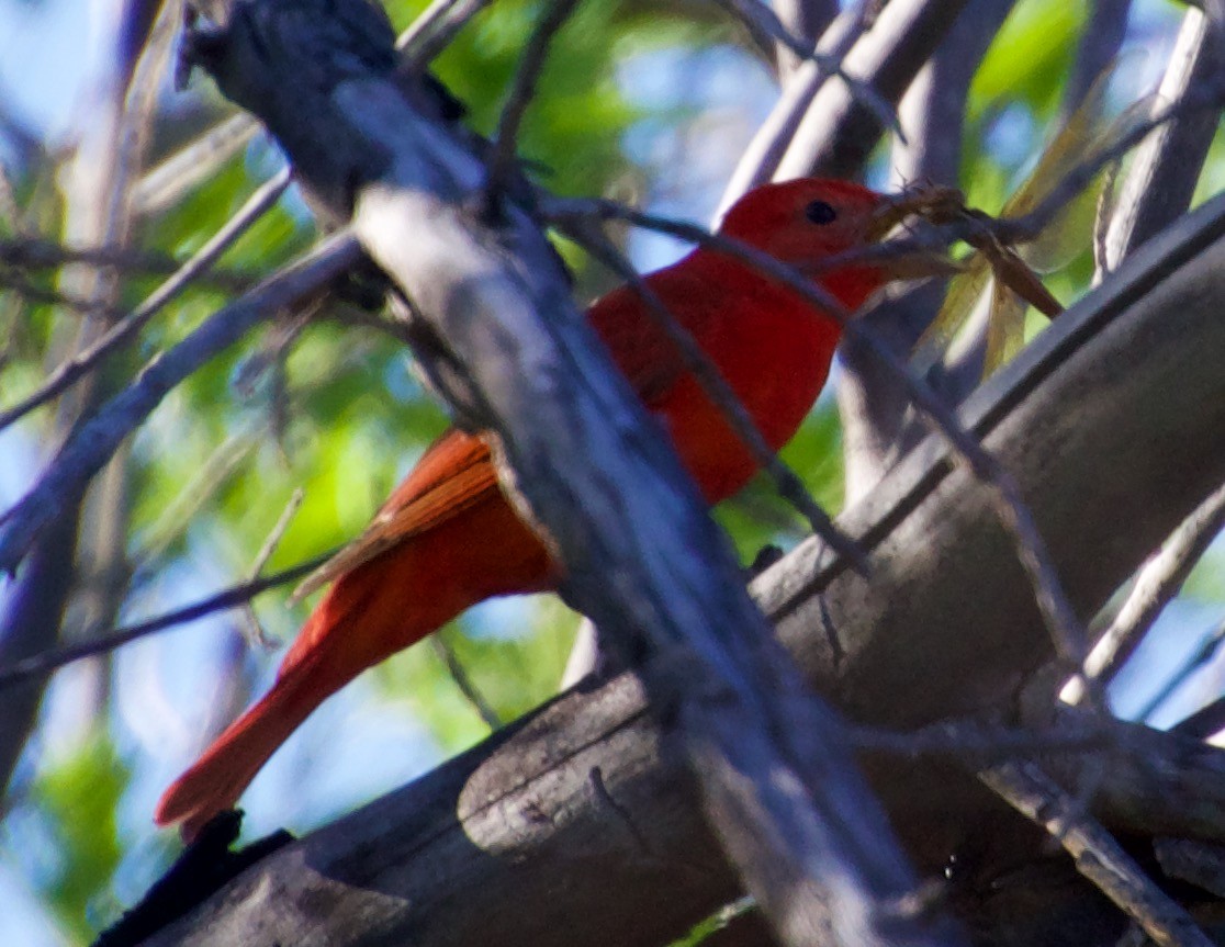 Summer Tanager - ned bohman