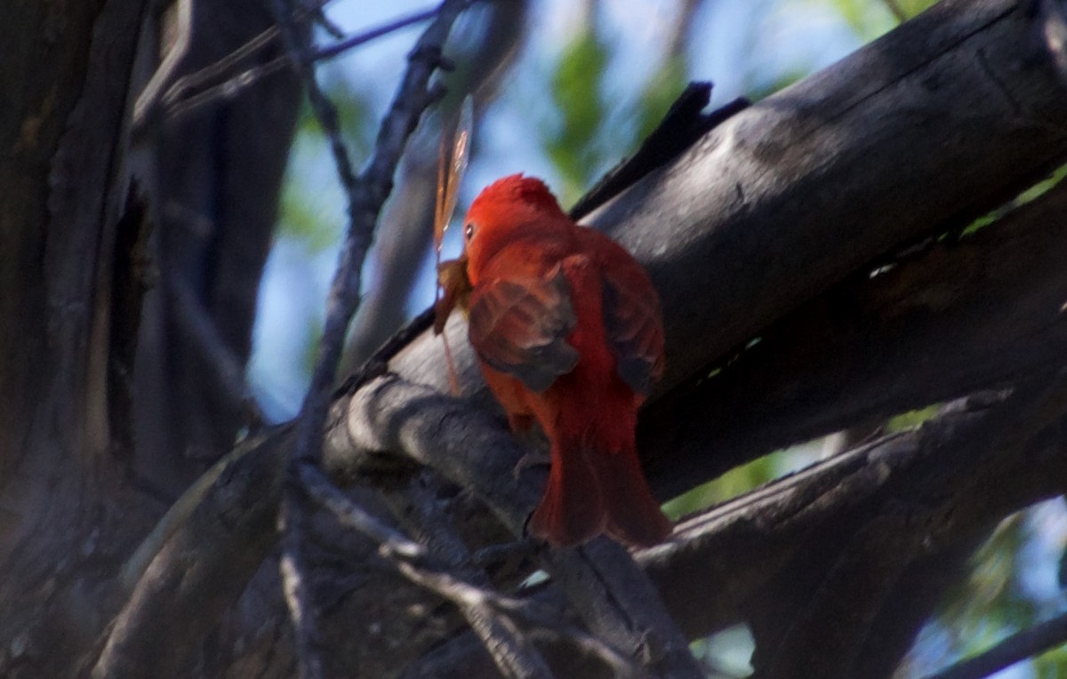 Summer Tanager - ned bohman