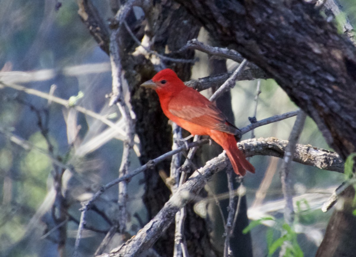 Summer Tanager - ned bohman