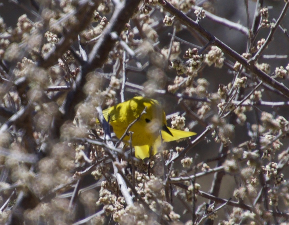 Yellow Warbler - ned bohman