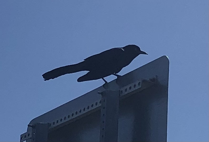 Boat-tailed Grackle - Gabriel Campos