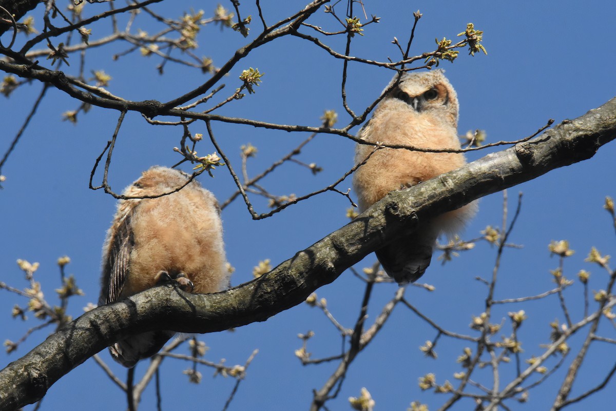 Great Horned Owl - ML439753361