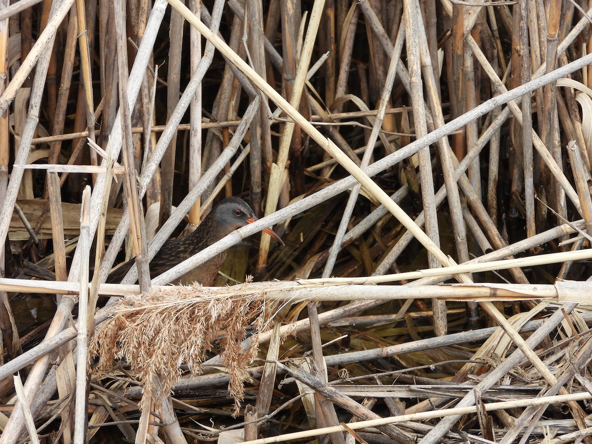 Virginia Rail - ML439754911