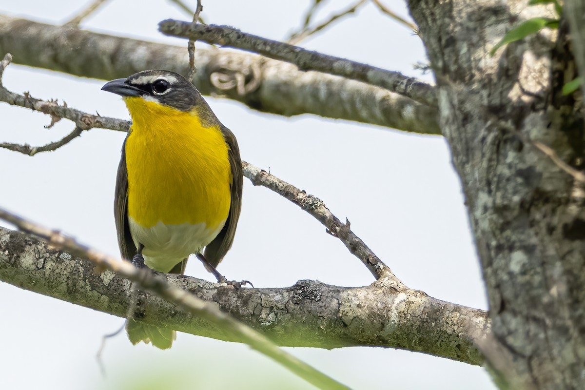 Yellow-breasted Chat - ML439756121