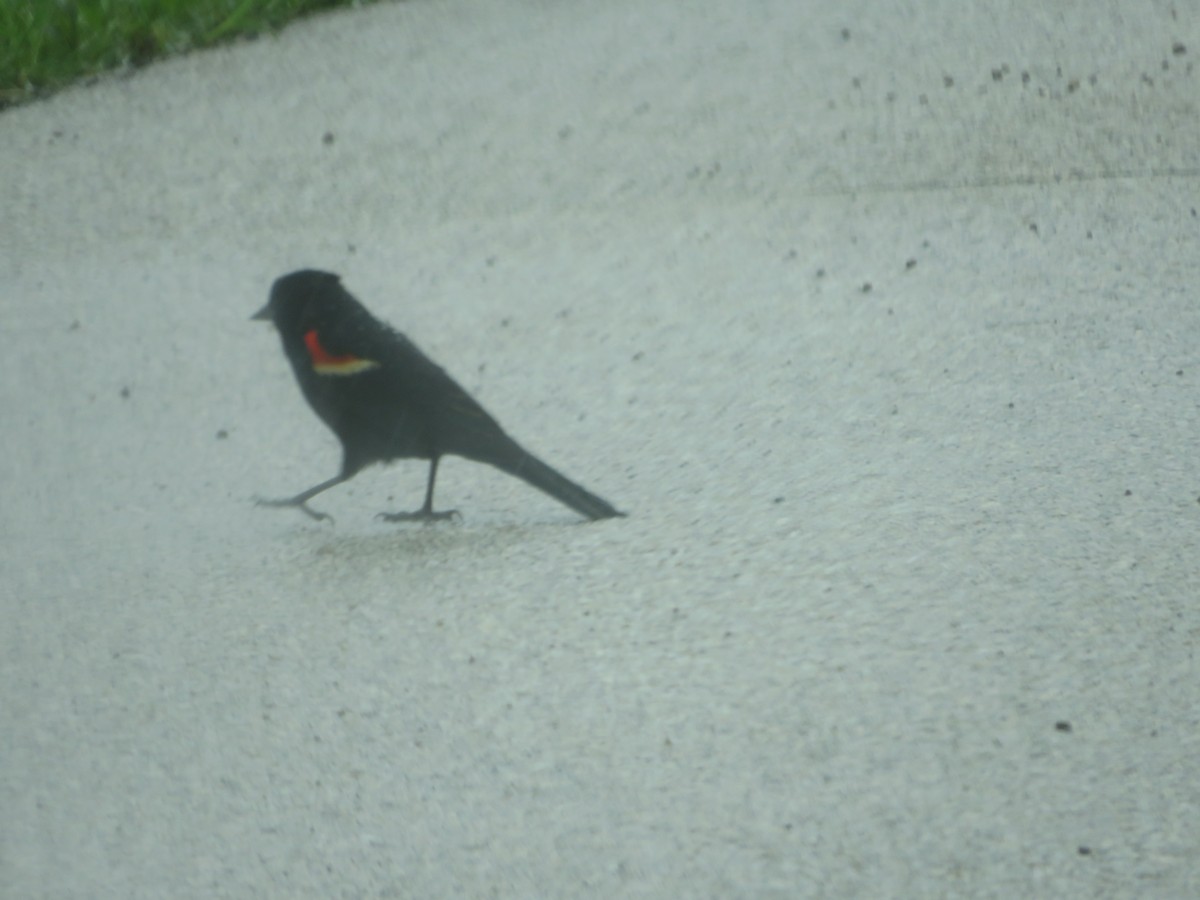 Red-winged Blackbird - ML439756671