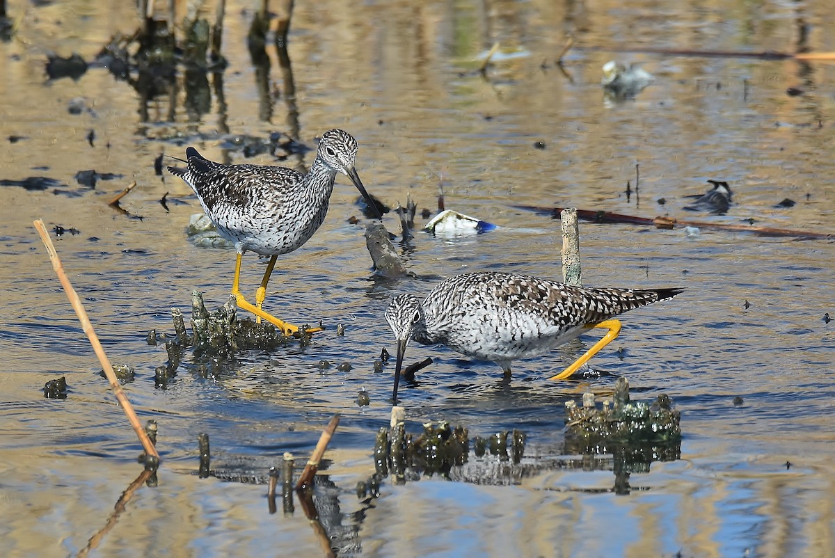 Greater Yellowlegs - Gigi A