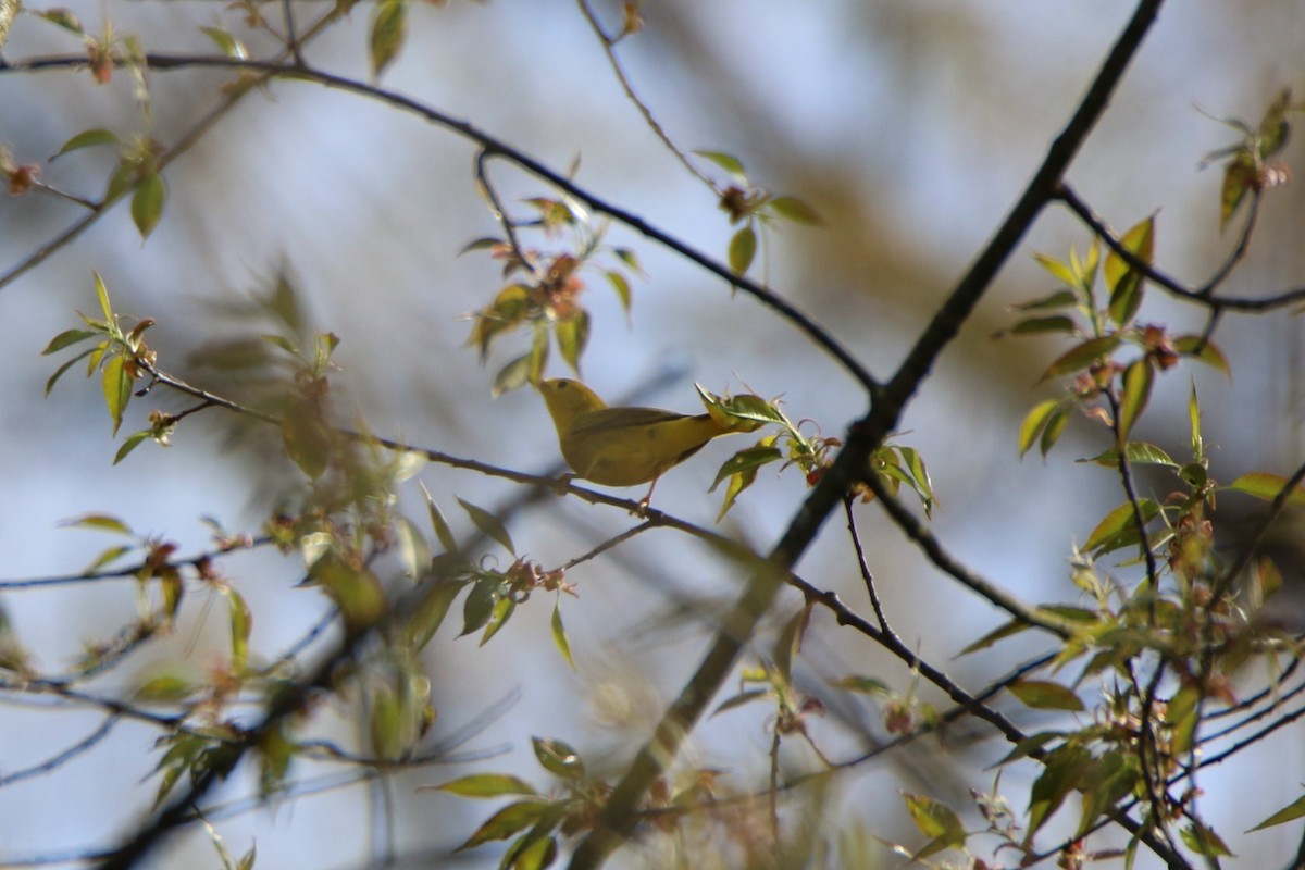 Yellow Warbler - Joe Baldwin