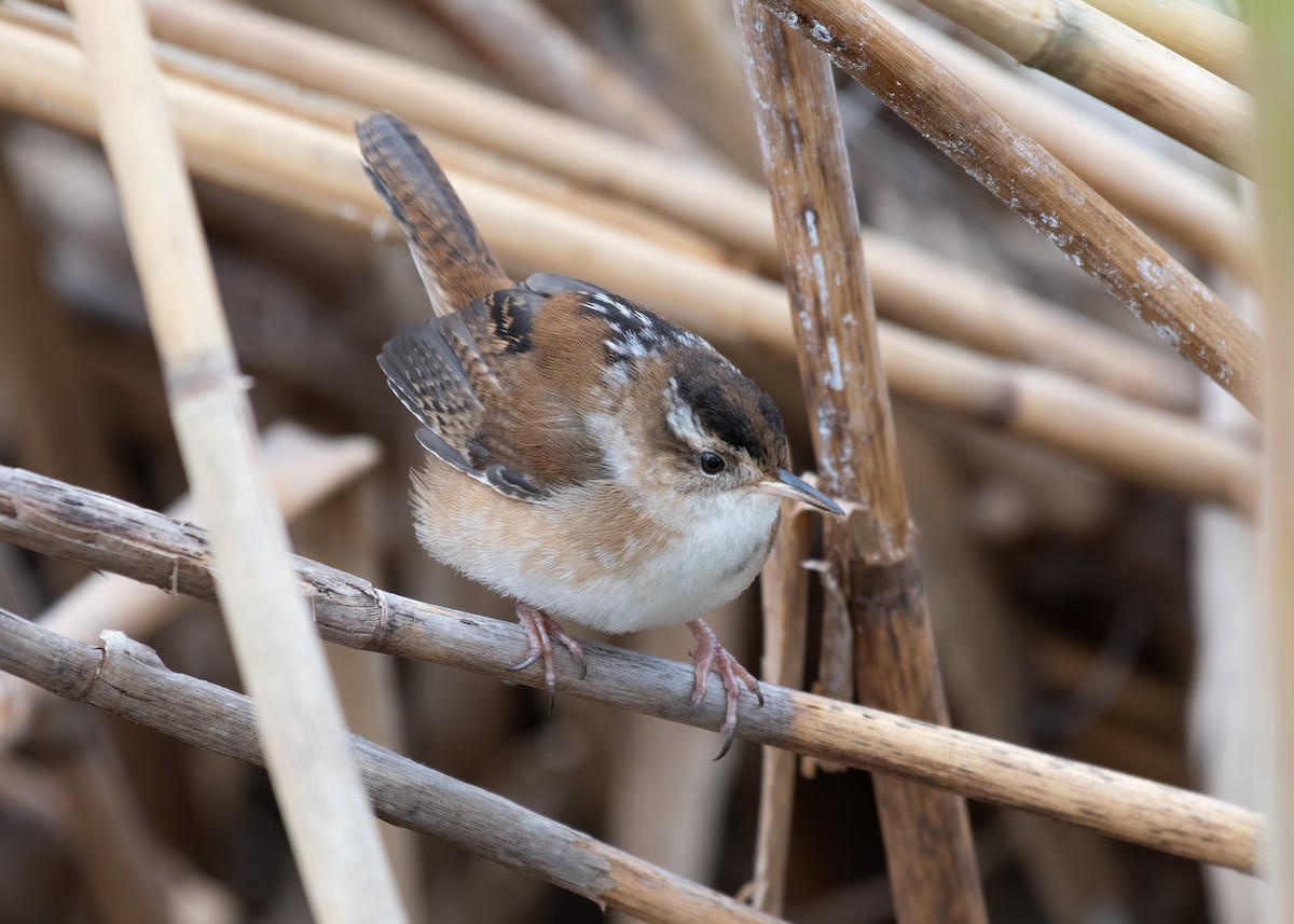Marsh Wren - Matthew Huntley