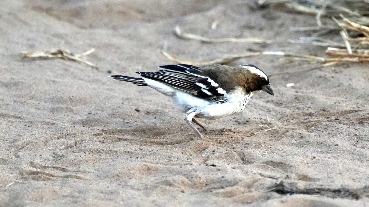 Tejedor Gorrión Cejiblanco (pectoralis) - ML439759921