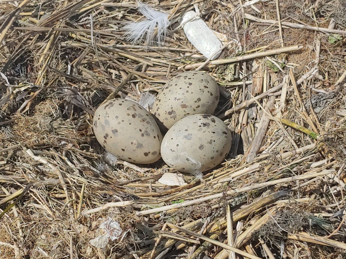 Great Black-backed Gull - mario balitbit