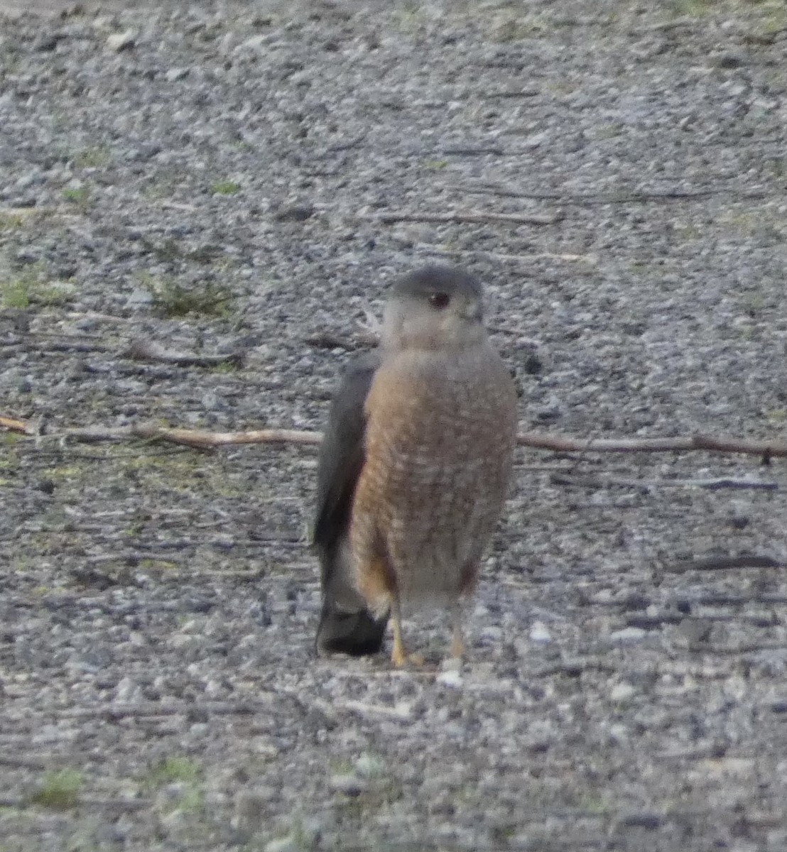 Cooper's Hawk - ML439762111