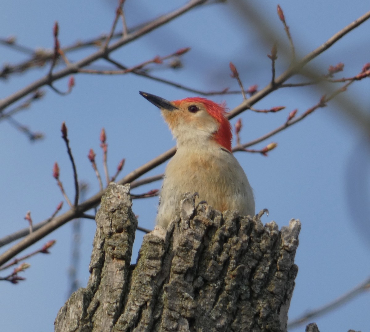 Red-bellied Woodpecker - ML439762371