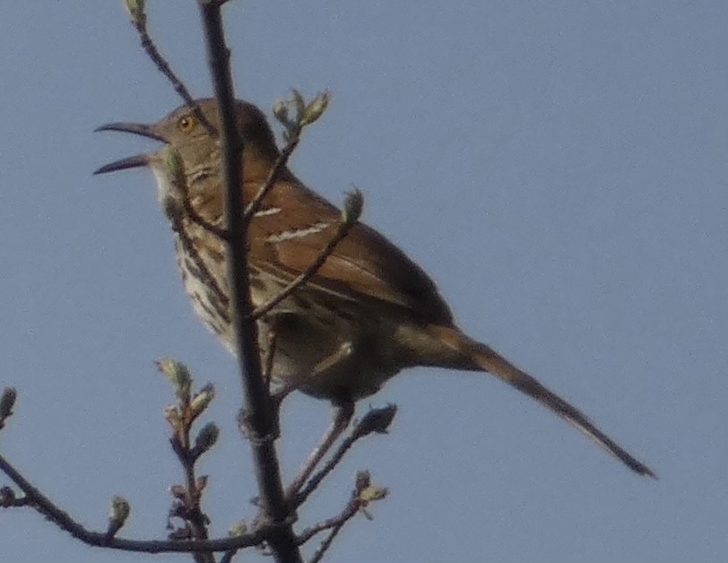 Brown Thrasher - ML439762571