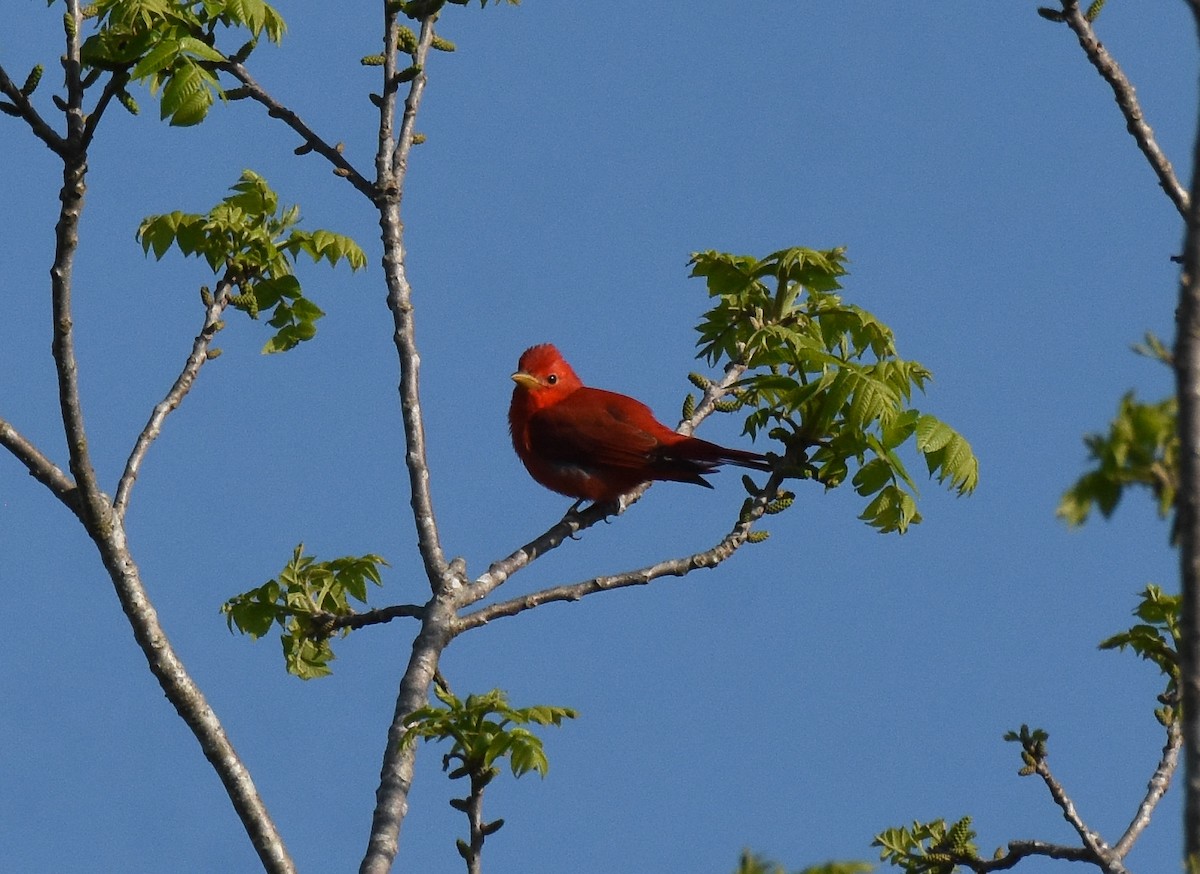 Summer Tanager - ML439762901