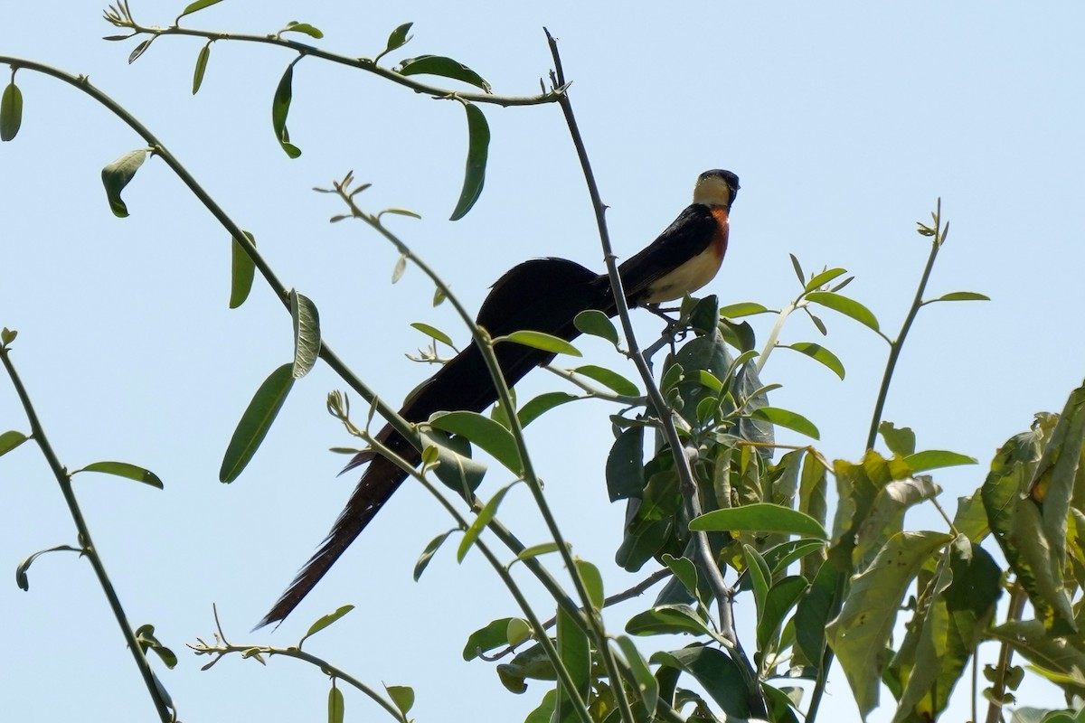 Eastern Paradise-Whydah - Eric Bischoff