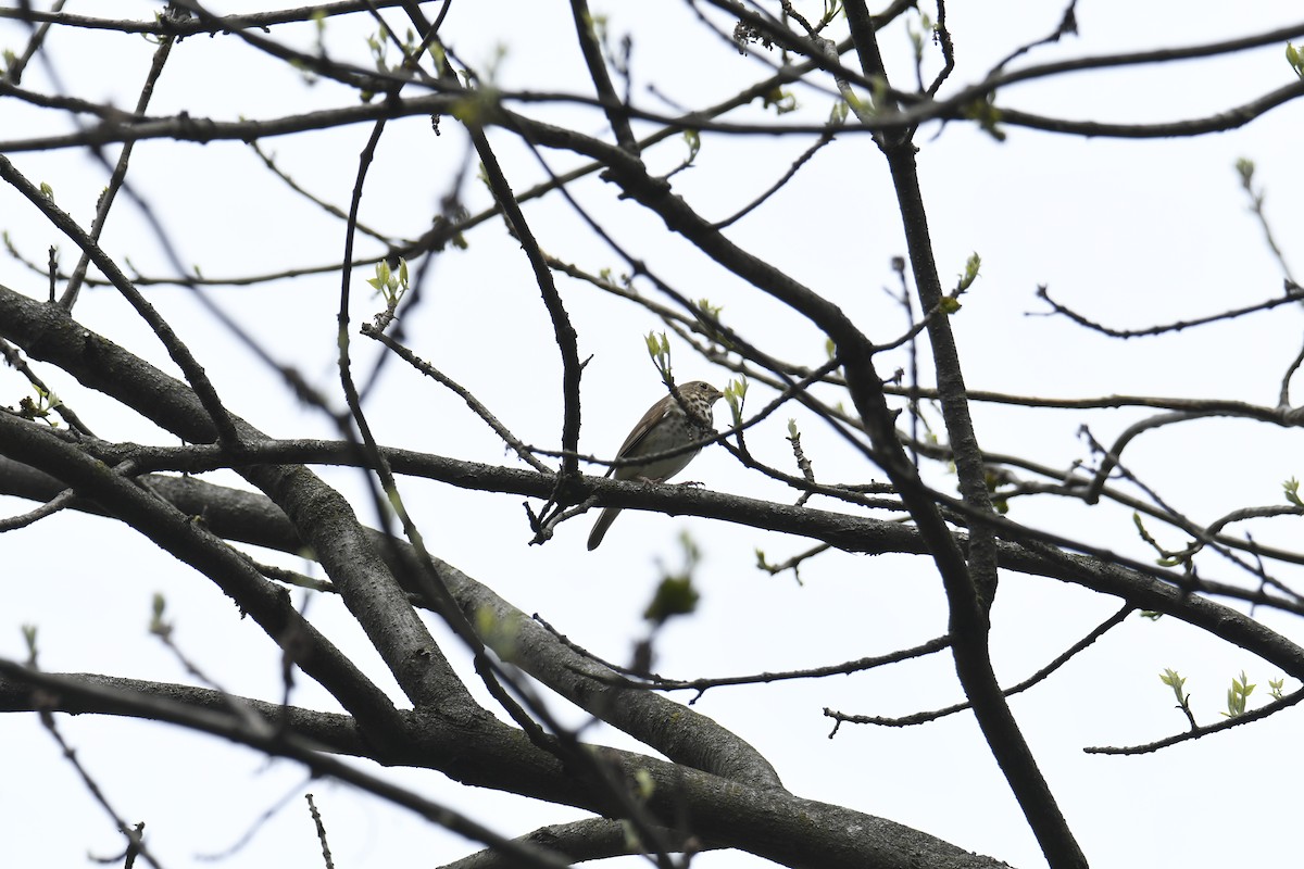 Hermit Thrush - ML439764311